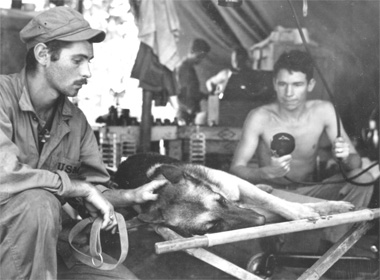 german-shepard-medical-attention german-shepard-medical-attention