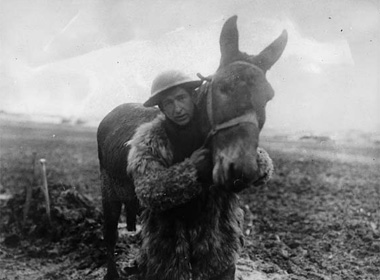 mule-and-soldier mule-and-soldier